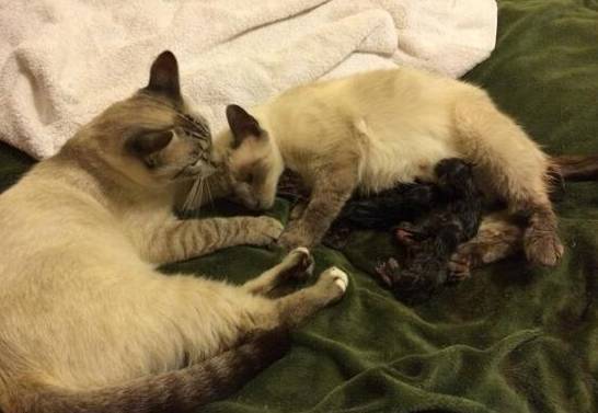 怀孕母猫与公猫被迫分开，产下5只小猫后，一家人再次重聚