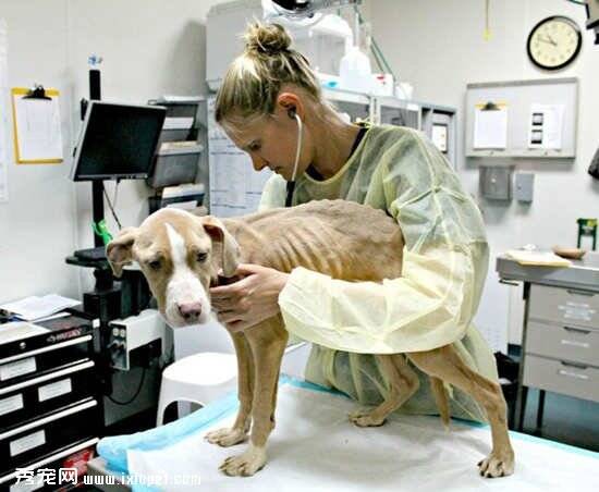 七个月大比特犬被发现时瘦骨如柴无法站立