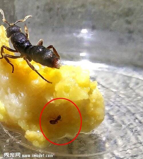 惊现巨型蚂蚁 杀虫剂都杀不死