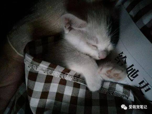 自从家里来了一只小猫，原住民就和它从早打到晚，不知道该怎么办