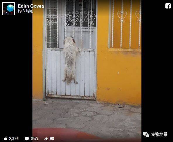 墨西哥街头一只小白狗为了见好友撑在门上，随后更让一旁的路人目睹感人的画面。