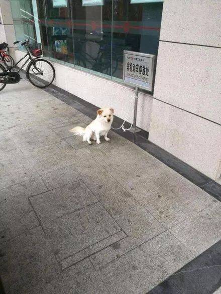 网友去银行见一只狗狗拴在一牌子上，一看字...哈哈哈，没毛病！