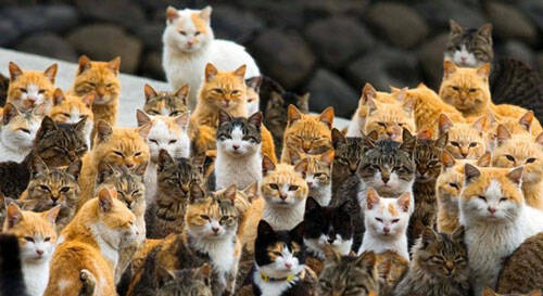 为什么日本猫岛有这么多猫？
