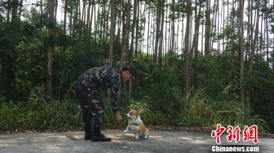 广西训犬服务经济升温 民众携宠物犬体验“军训”