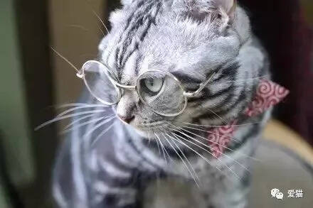 铲屎官给猫咪戴上眼镜后，哎呀，为什么可以帅得这么一塌糊涂！