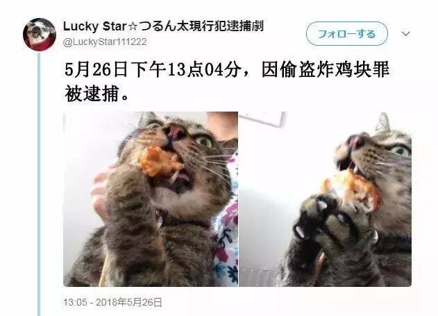 日本这只猫咪偷吃主人食物被抓现行！面无表情不知悔改！