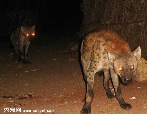 鬣狗vs藏獒哪个凶猛生活习性有什么区别？
