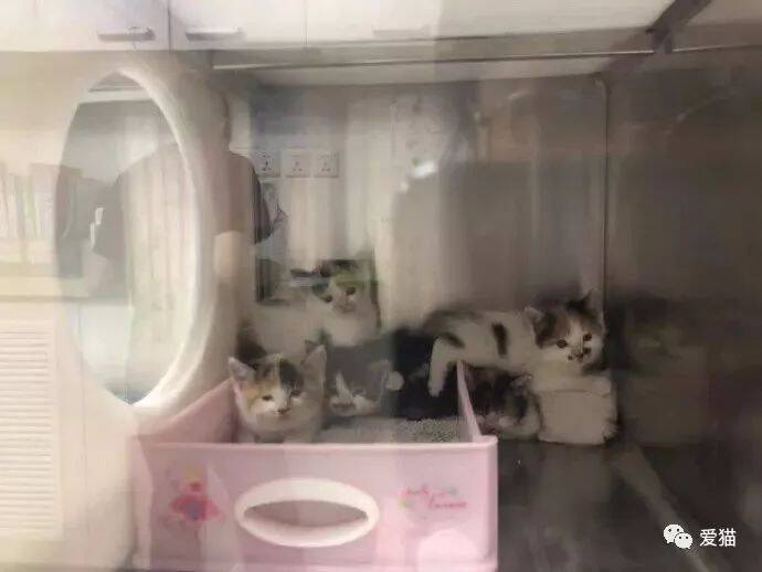 网友救了一窝小猫带去医院，结果医生开的处方单让人笑喷~