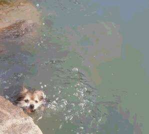 狗狗想在河里抓鱼，结果刚碰到就吓飞了...