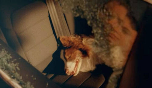 美国提出修法：允许合法打破车窗救中暑猫狗