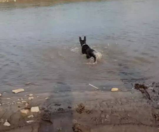 狗跑到河里玩耍，主人看清它嘴里叼的东西后，立马笑得合不拢嘴！