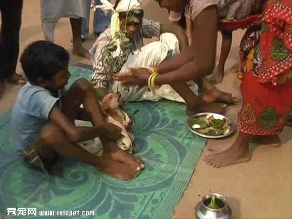 印度男童与狗结婚 阿三的世界我们不懂【图】