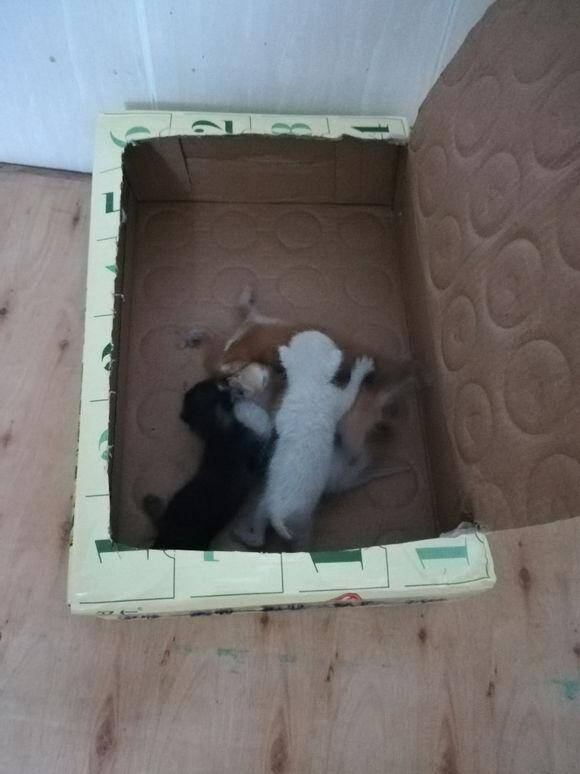 流浪猫跑进房东家二楼隔板间里生了6只小奶猫，我应该怎么办呢？