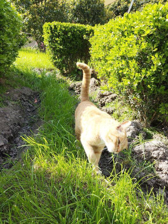 收养一个月的流浪猫不慎走丢，三天两夜的寻猫之路，只因不忍放弃