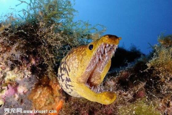 英国渔民捕获巨型鳗鱼 成功打破鳗鱼世界记录