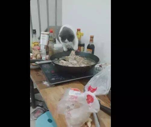 猫咪趁主人转身时偷锅里的肉，叼起肉后网友直呼：神操作！