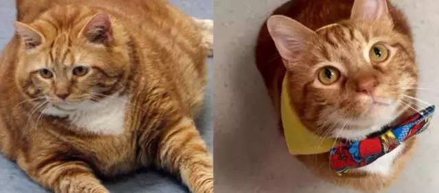橘猫减肥三年，成功甩肉22斤…连猫都瘦了，你还要接着胖吗？
