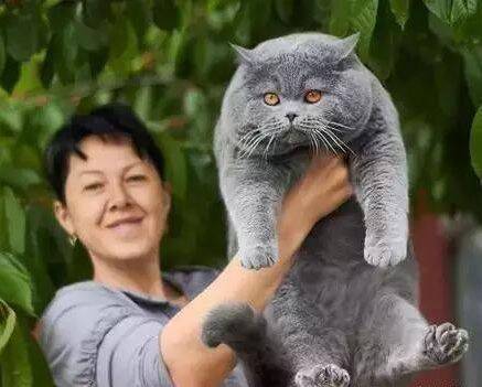 这头灰色的猪，怎么长得那么像喵星人咧