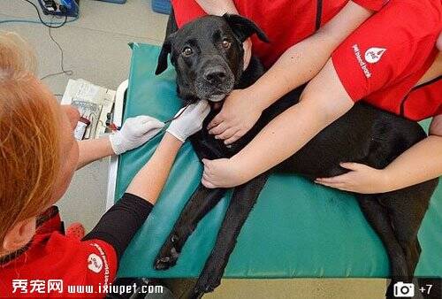 英国捐血神犬拉布拉多8年捐血拯救104只汪星人