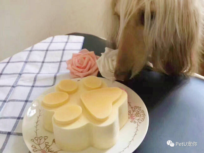 PetU宠物美食课｜宠物乳酪蛋糕。