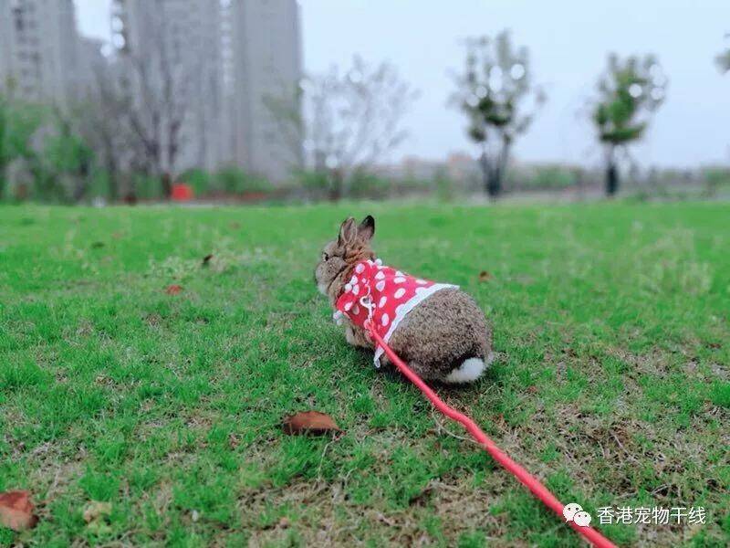 天气那么好，快带你家兔兔出门散步啦！