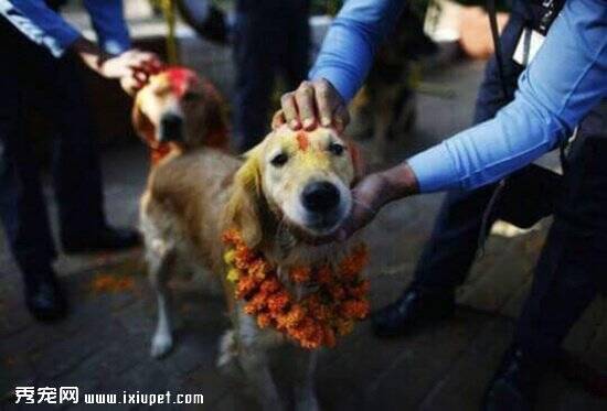 尼泊尔“敬狗日”给狗狗戴花环 为狗狗们祈福