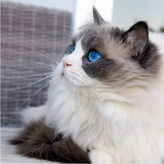 拥有一双蓝色眼睛的布偶猫，简直就是天使啊...