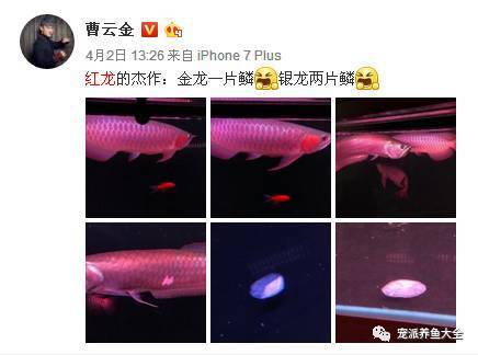 曹云金在微博上晒宠物红龙鱼，网友：不能看呀，越看越心痛！
