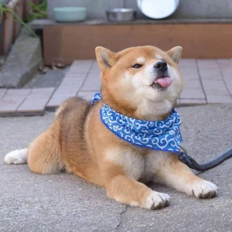 小心！一波萌萌的略略略吐舌攻击正在向你袭来！