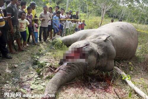 没有买卖就没有杀害 大象遭到毒杀残忍被取掉象牙