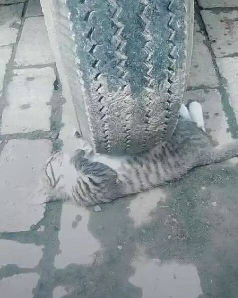 发现轮胎下躺了一只猫，网友差点吓哭，用手拨了一下气笑了……