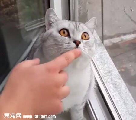 定格猫太专注 被主人怎么碰都没反应