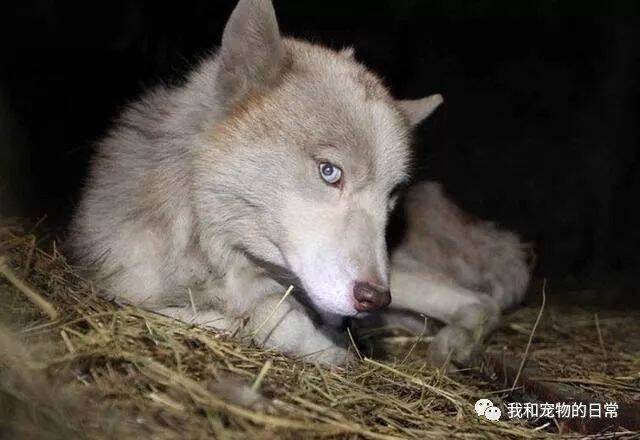 网上一小伙发帖子说自己捡到白狼，结果一看却让我大吃一惊！
