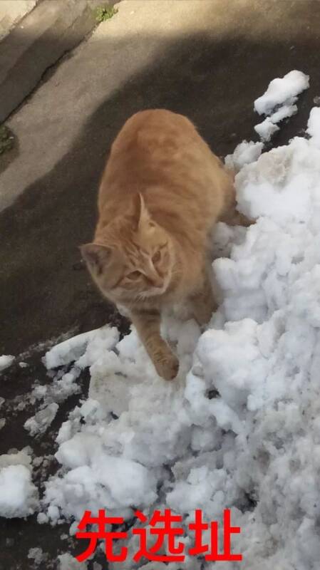 网友家的猫砂没了，正好外面下雪了，于是带着猫....