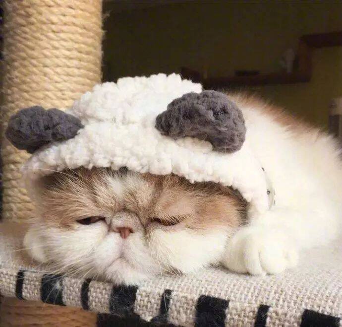 每天早上都是这样睡也睡不醒！