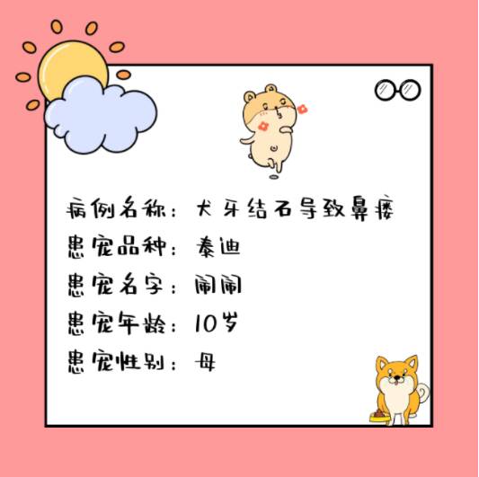 瑞派北京关忠管庄动物医院关爱宠物口腔守护微笑!