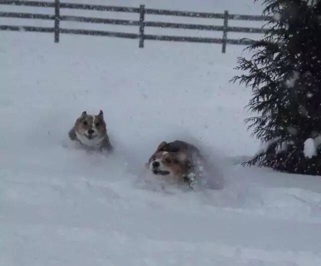 家里养柯基的，带出门玩雪的时候，一定要看好了！不然....