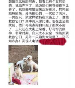 新型冠状病毒已造成各城市多只宠物死亡,不是病死,是摔死!
