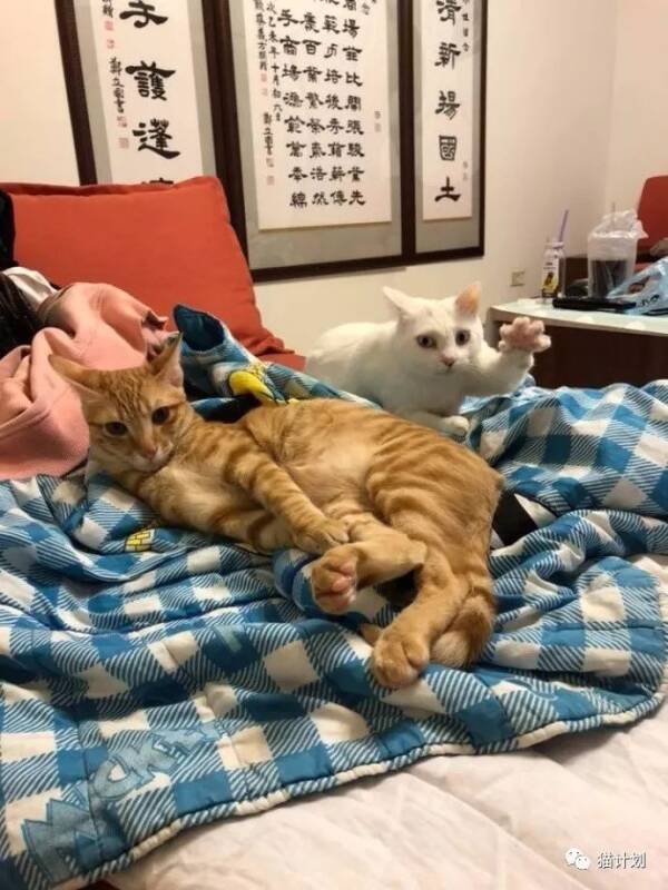 白猫想偷偷摸橘猫屁股，没想到这一幕被铲屎官抓个正着！