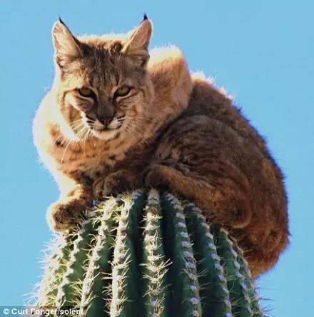 一只大猫爬到了仙人掌顶部，当看到仙人掌的高度时，惊呆了...