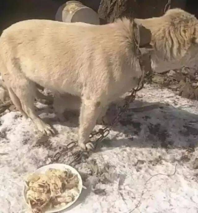 狗妈妈被铁链锁着，看着一旁求陪玩的小狗，它愧疚地低下了头