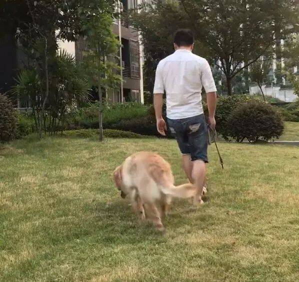 男子遛金毛途中假装昏倒，结果金毛的反应让人笑喷了！