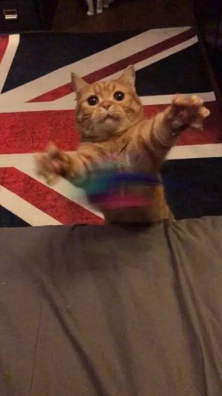 网友拍下了逗猫咪时的搞笑瞬间，这表情二到家了啊！！！