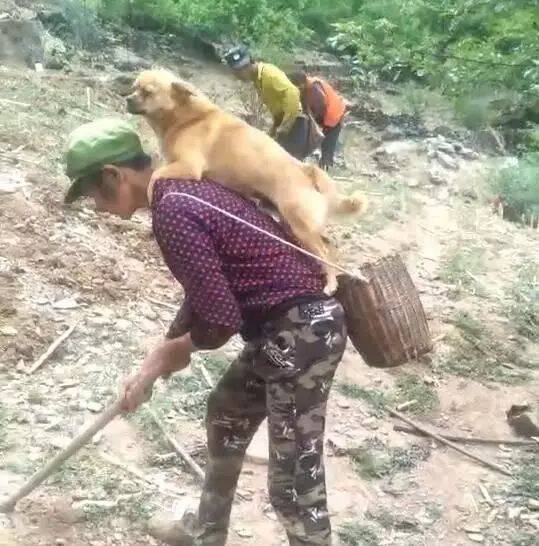 耕地时老妈非要带着狗狗，结果中途担心这货跑丢，将其背在身上！