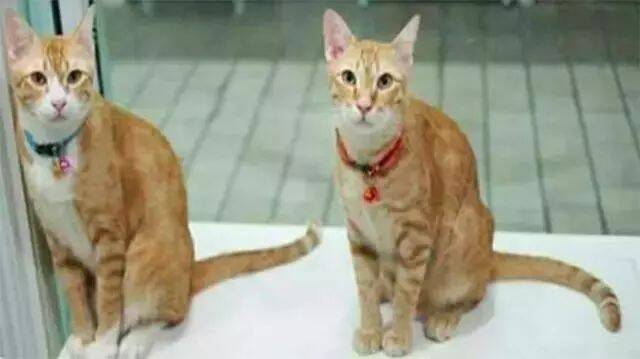 抱回两只橘猫，养了一年后网友懵了：这品种是不是有点不对