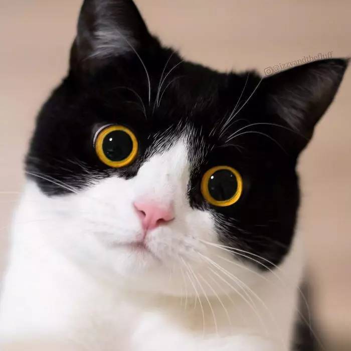 一只叫Lzzy的喵，眼睛瞪得像铜铃， 耳朵竖得像天线，可能就是黑猫警长的化身！