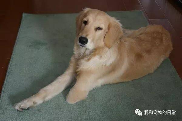 女子花了1万收养3条腿的残疾金毛被嘲笑，可现在狗狗却感动所有人！