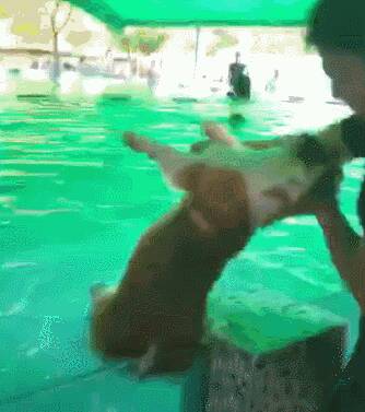 柯基犬花式溺水，还在水中来了个360度转体，真是游泳最笨的狗子！