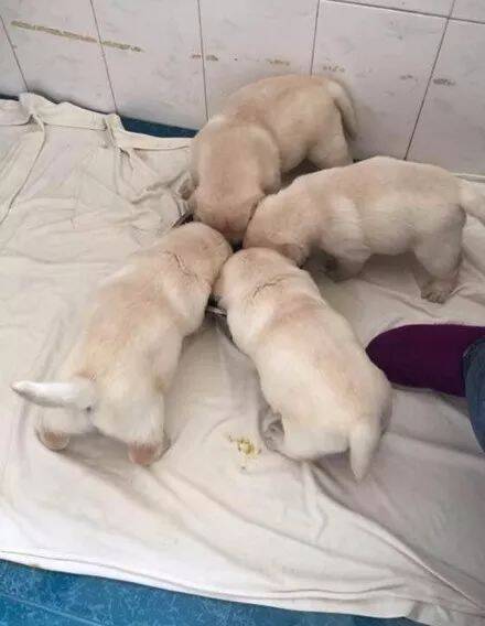 网友送给朋友的拉布拉多一个月后被送了回来：这狗到处撒尿脏死了，养不了！