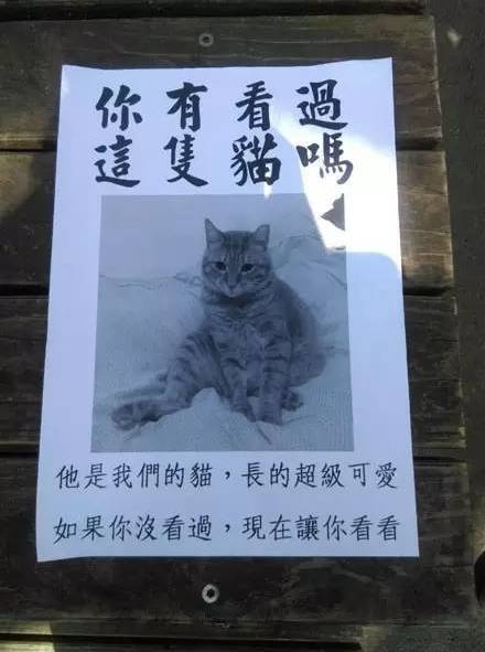 网友看到一张寻猫启事，本想帮忙找猫，走近一看...笑哭了！